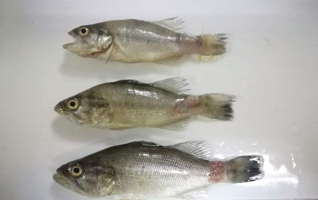 提供幾張魚爛鰭爛尾的圖片