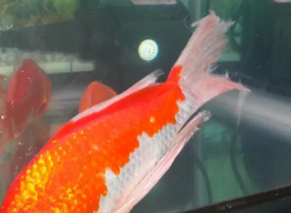提供幾張魚爛鰭爛尾的圖片