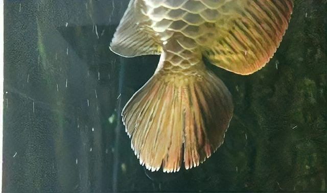 提供幾張魚爛鰭爛尾的圖片