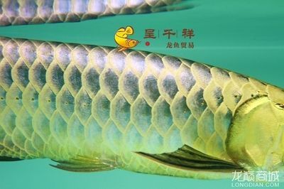 龍魚吃什么祥龍漁場：龍魚吃什么