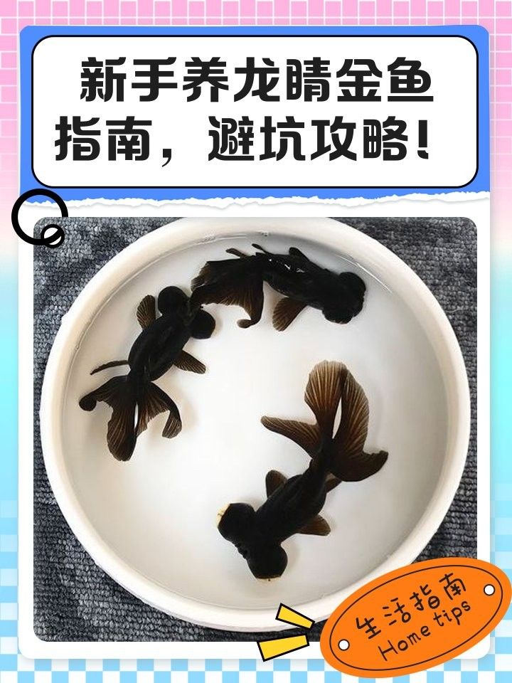 龍睛魚混養注意事項