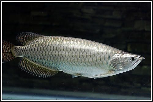 什么是星點龍魚：星點龍魚是一種觀賞魚，以其獨特的體色和斑紋而聞名
