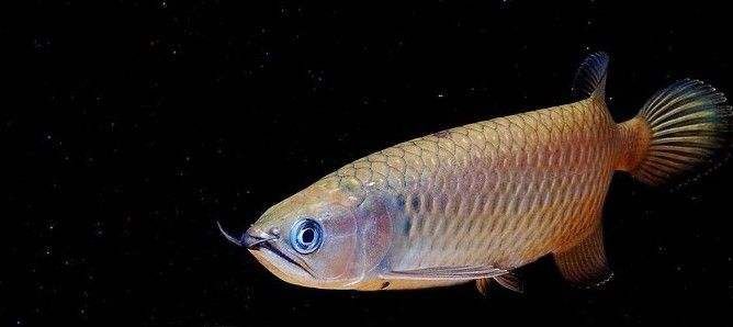 什么是星點龍魚：星點龍魚是一種觀賞魚，以其獨特的體色和斑紋而聞名