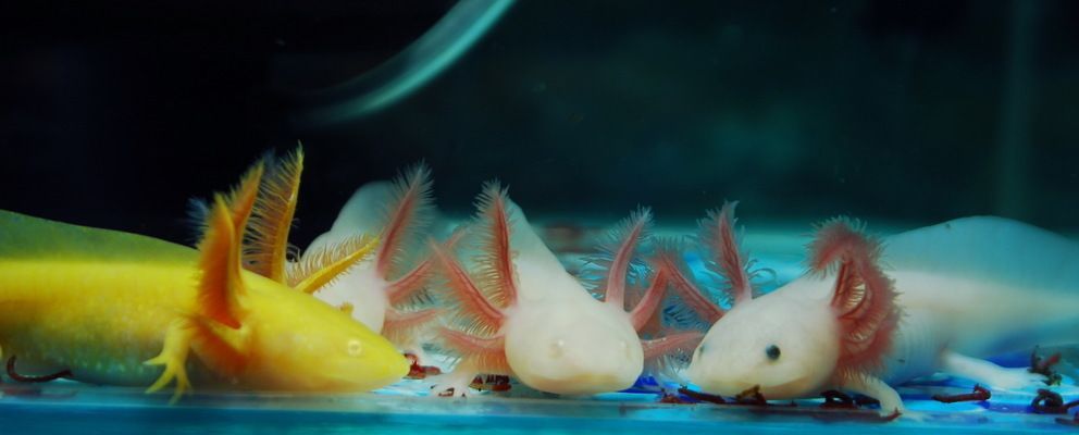 六角恐龍魚介紹科普：六角恐龍魚與同類混養指南六角恐龍魚與同類混養指南