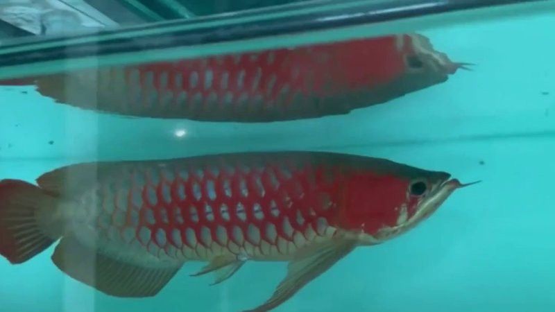 有哪些知名的紅龍魚養殖場