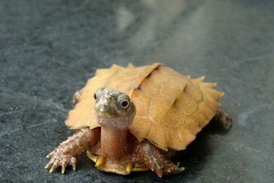 什么龜和龍魚一起養好：哪些龜適合與龍魚混養？