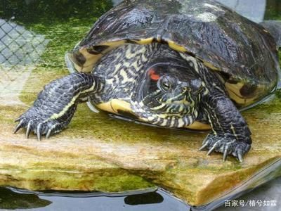 什么龜和龍魚一起養好：哪些龜適合與龍魚混養？