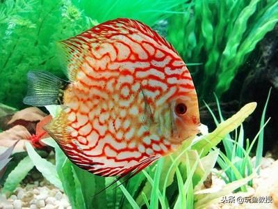 龍魚(yú)和七彩混養(yǎng)的喂食指南（在混養(yǎng)龍魚(yú)和七彩魚(yú)時(shí)需要注意什么？）