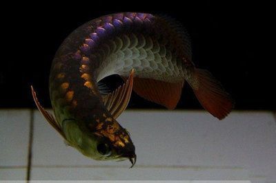 養金龍魚加鹽嗎：養金龍魚是否需要加鹽？
