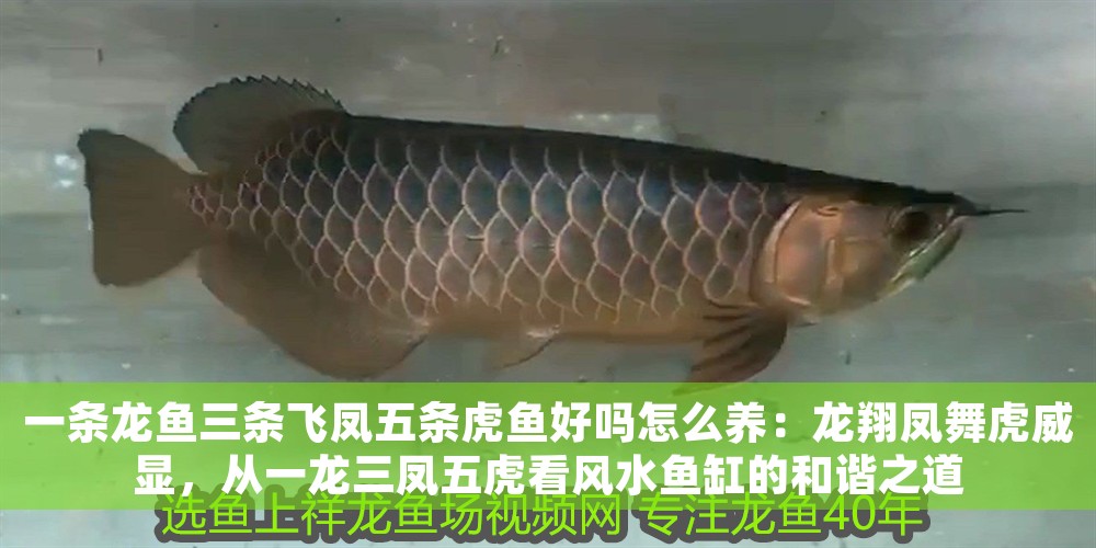 一條龍魚三條飛鳳五條虎魚好嗎怎么養：龍翔鳳舞虎威顯，從一龍三鳳五虎看風水魚缸的和諧之道