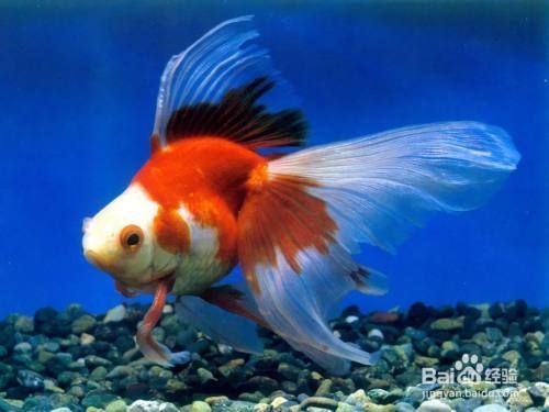 小金龍魚怎么養(yǎng)及喂養(yǎng)技巧圖解：小金龍魚怎么養(yǎng)及喂養(yǎng)技巧