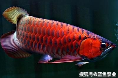 紅龍魚(yú)分公母（紅龍魚(yú)的性別區(qū)分）