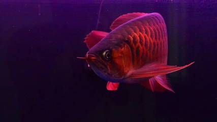 紅龍魚(yú)分公母（紅龍魚(yú)的性別區(qū)分）