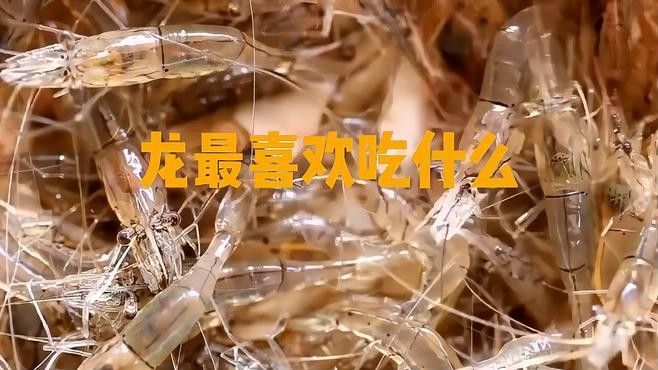 龍魚(yú)可以吃什么肉