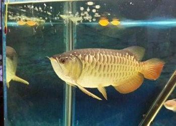 過背金龍魚和高背金龍魚哪個好（過背金龍魚與高背金龍魚的區別）