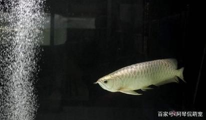 剛買的銀龍魚怎么過水（銀龍魚的過水步驟：詳細的過水步驟：銀龍魚怎么過水）