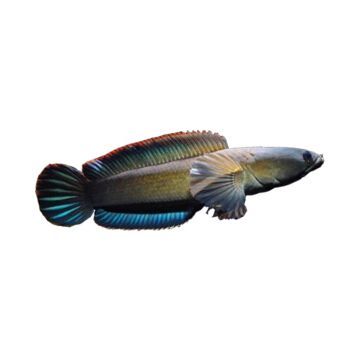 什么雷龍魚是冷水的，巴基斯坦雷龍魚養(yǎng)殖技巧,雷龍魚耐寒品種鑒別,熱帶魚冬季養(yǎng)護(hù)方法