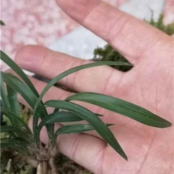 龍魚肚朝天該怎么治：龍魚肚朝天怎么辦