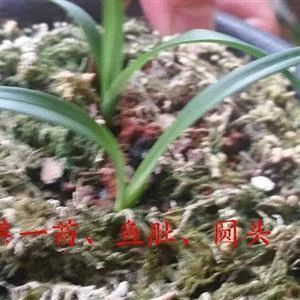 龍魚肚朝天該怎么治：龍魚肚朝天怎么辦