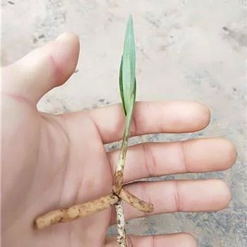 龍魚肚朝天該怎么治：龍魚肚朝天怎么辦