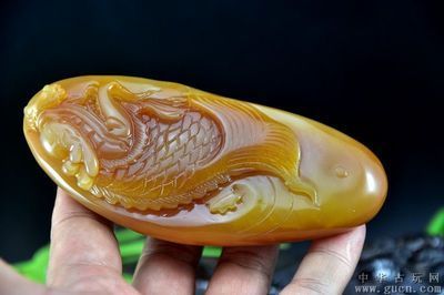 云南龍魚（云南龍魚是一種什么樣的魚？）