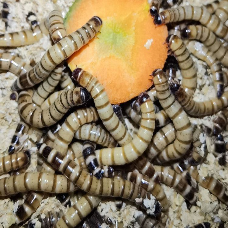 金龍魚可以喂食蚯蚓嗎：金龍魚可以喂食蚯蚓嗎金龍魚可以喂食蚯蚓嗎