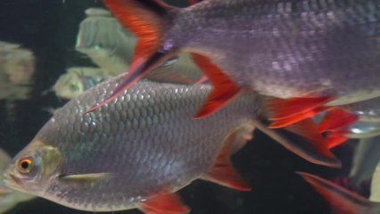 金龍魚魚鱗充血發紅怎么回事：金龍魚魚鱗充血發紅可以采取以下幾種處理方法