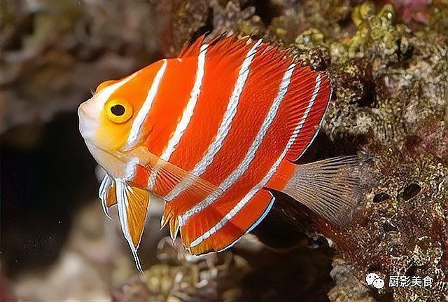 血紅龍魚價(jià)格及圖片