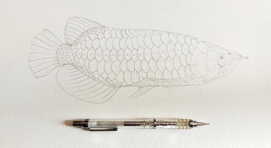 金龍魚素描圖片大全大圖簡單