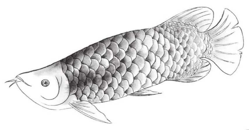 金龍魚素描圖片大全大圖簡單