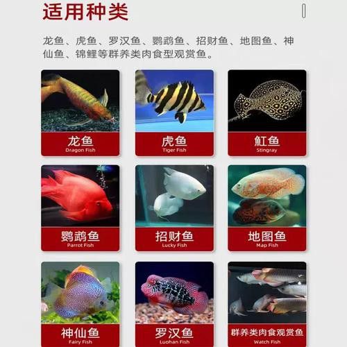 金龍魚吃什么牌子的飼料