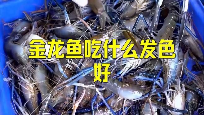 金龍魚吃什么牌子的飼料