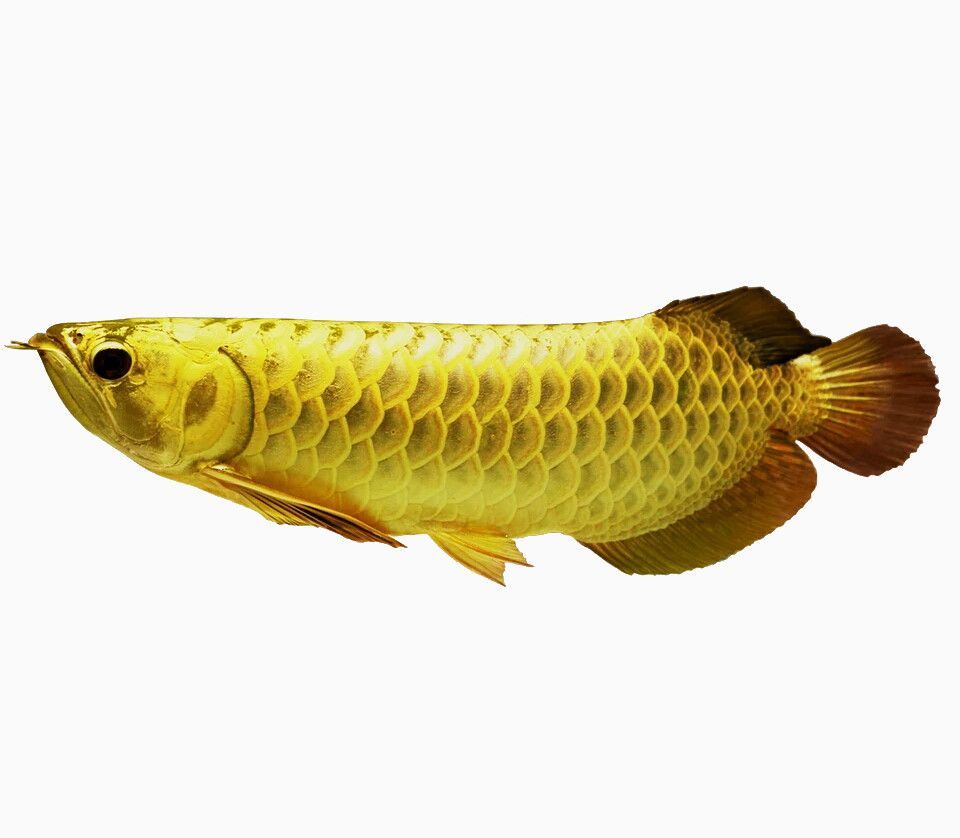 三年的金龍魚（金龍魚三年的發展歷程）