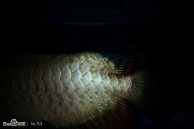 龍魚吧百度貼吧論壇官網:關于龍魚吧百度貼吧論壇官方網站信息 龍魚百科 第3張 龍魚吧百度貼吧論壇官網:關于龍魚吧百度貼吧論壇官方網站信息 龍魚吧百度貼吧論壇官網:關于龍魚吧百度貼吧論壇官方網站信息 龍魚百科 第3張