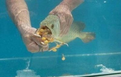 小金龍魚怎么喂食：小金龍魚怎么喂食小金龍魚時需要注意哪些事項