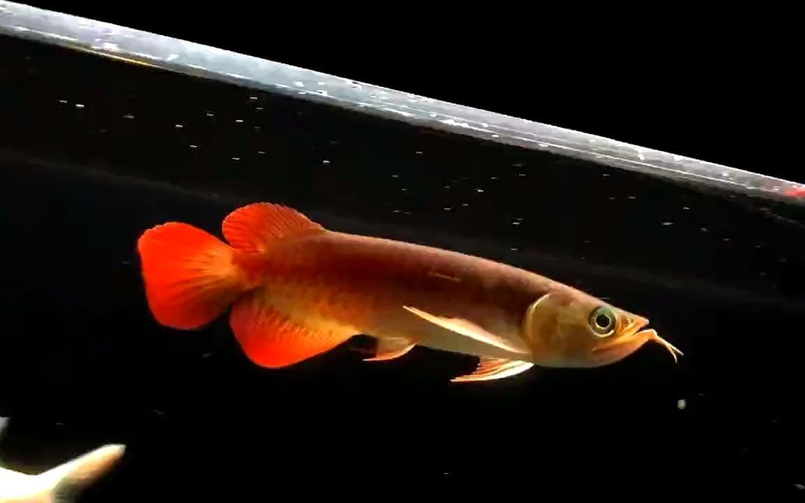 20公分紅龍魚價格表（20公分紅龍魚價格大概多少錢）