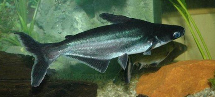 藍(lán)鯊魚最害怕三個(gè)東西