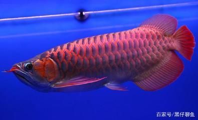 龍魚(yú)經(jīng)常吃大麥蟲(chóng)好嗎為什么：龍魚(yú)經(jīng)常吃大麥蟲(chóng)好嗎