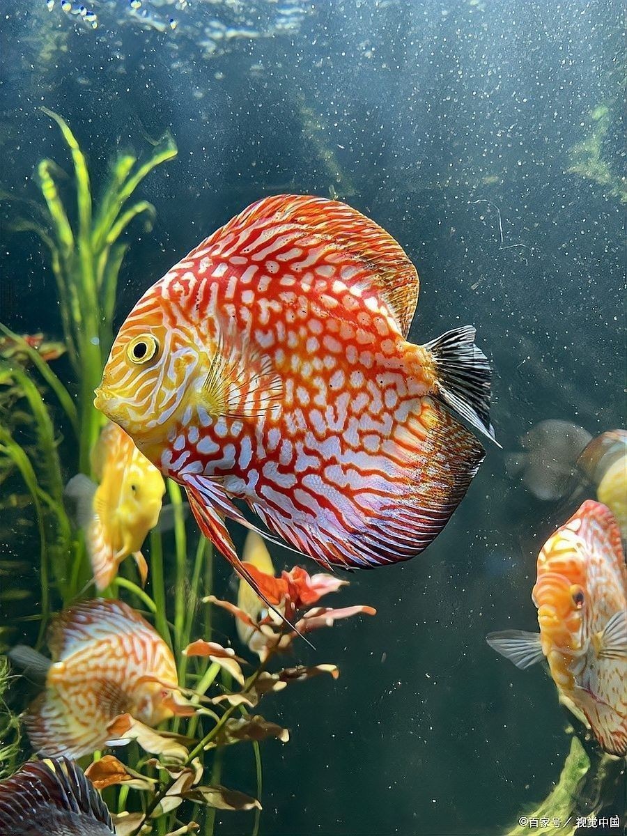 風(fēng)水魚的最佳飼養(yǎng)溫度是多少
