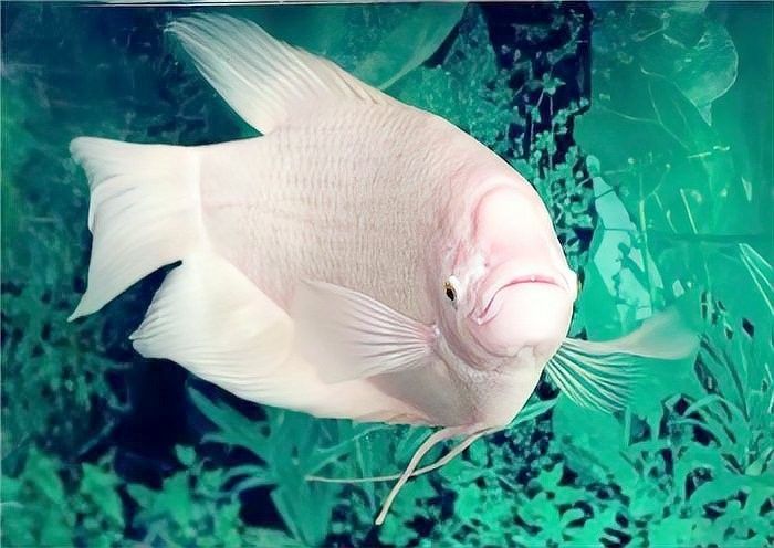 風(fēng)水魚的最佳飼養(yǎng)溫度是多少