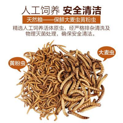 銀龍魚嗎鮮活大麥蟲好嗎（大麥蟲是一種富含蛋白質和脂肪的昆蟲餌料）