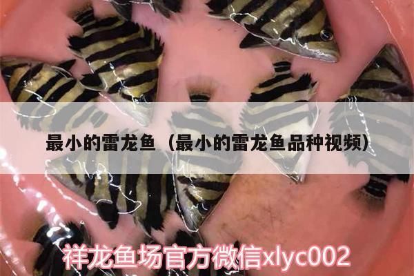 最小的雷龍魚(yú)品種（最小的雷龍魚(yú)品種包括但不限于以下幾種名稱(chēng),酒紅雷龍魚(yú)價(jià)格查詢）