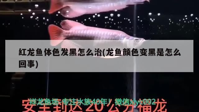 龍魚體色發黑怎么辦：如何處理龍魚體色發黑的問題