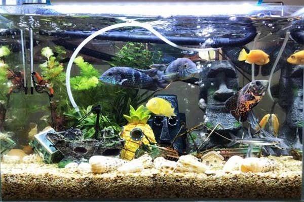 龍魚跳缸在風水上有什么說法？