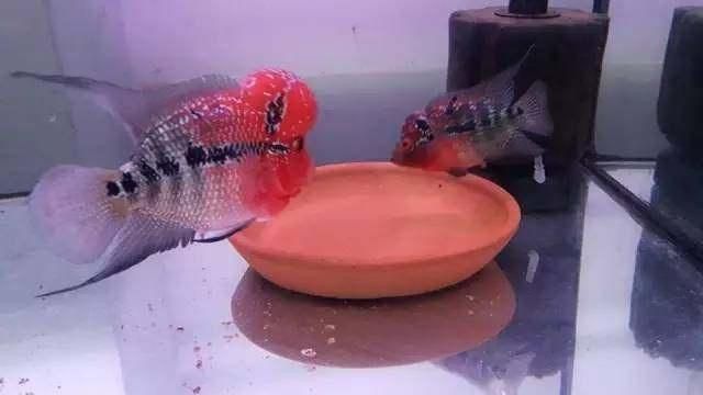 羅漢魚最忌放三樣?xùn)|西