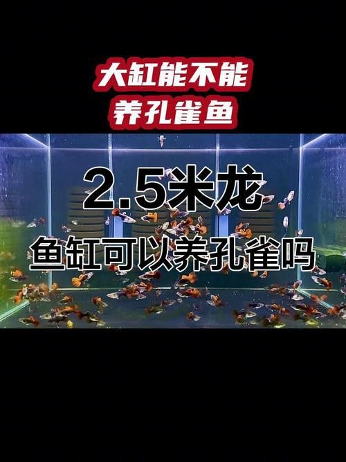 孔雀魚和龍魚混養好不好呢圖片