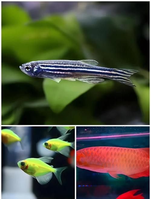 孔雀魚和龍魚混養好不好呢圖片