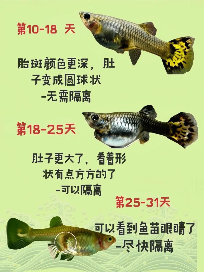 孔雀魚和龍魚混養好不好呢圖片