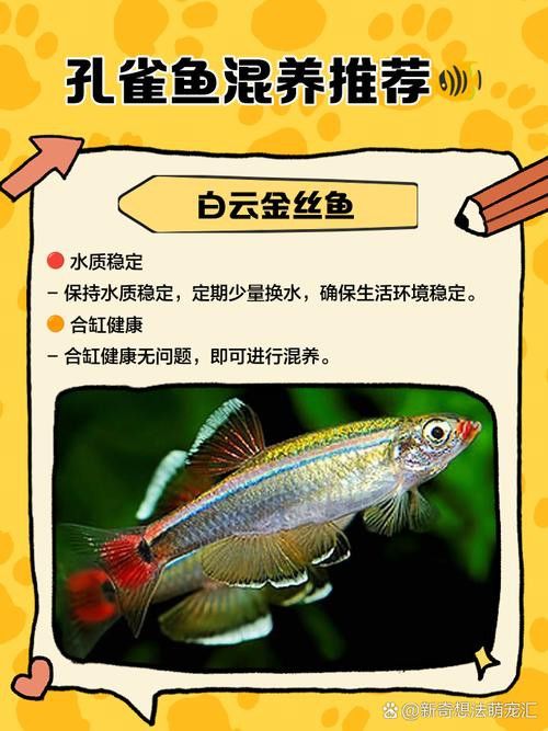 孔雀魚和龍魚混養好不好呢圖片