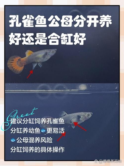 孔雀魚和龍魚混養好不好呢圖片